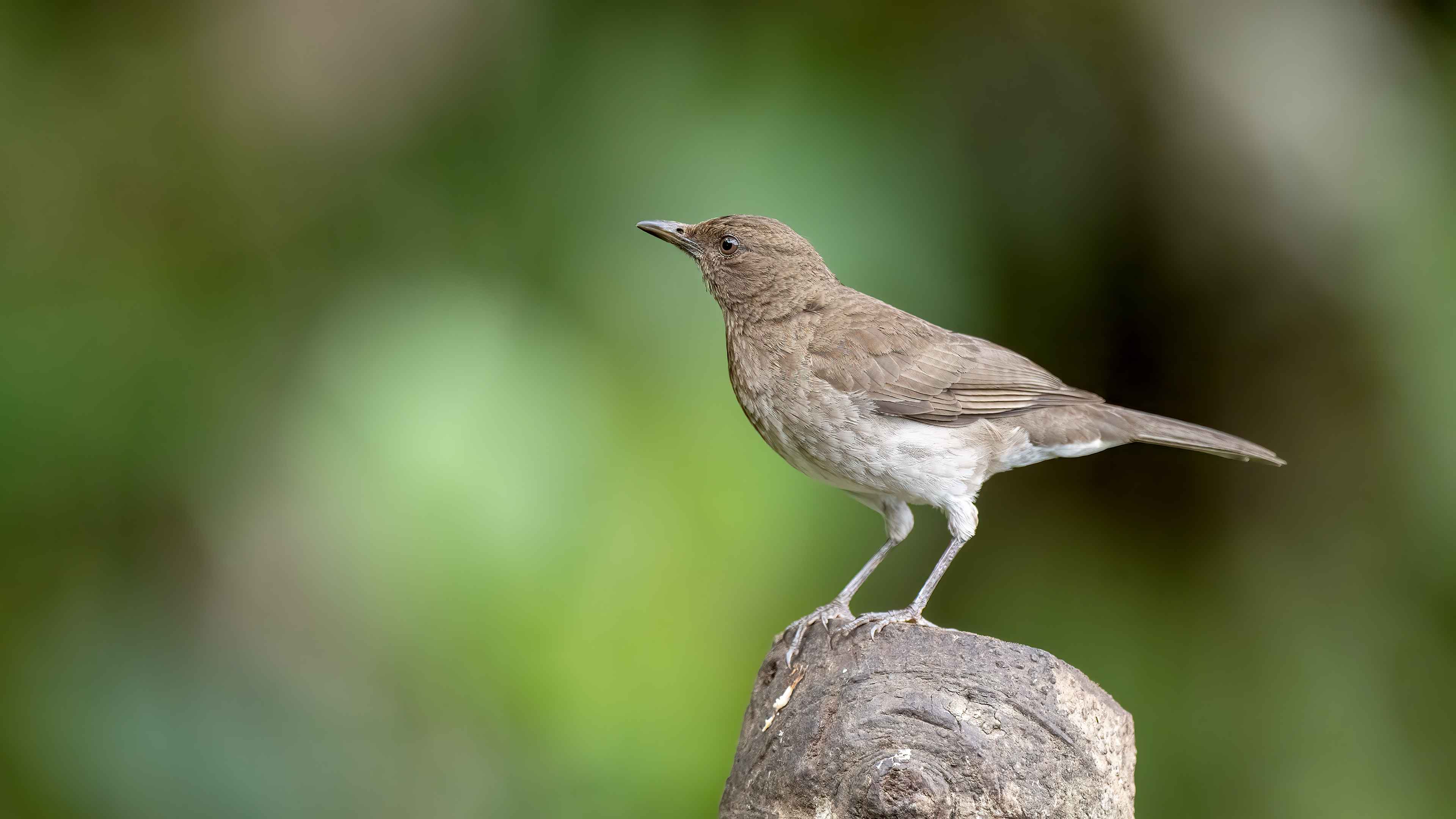 Black-billed Thrush
